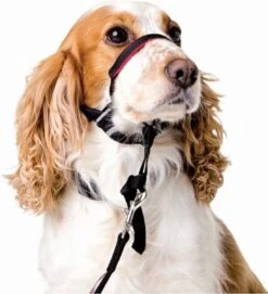 Halti OptiFit Headcollar - Hond - Anti Trekhalsband - Maat M - Voor Labrador, Boxer, Dobermann, Golden Retriever -Hondenspeelgoed Winkel 1092x1200