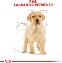 Royal Canin Labrador Retriever Junior 12 KG -Hondenspeelgoed Winkel 1185x1200 6