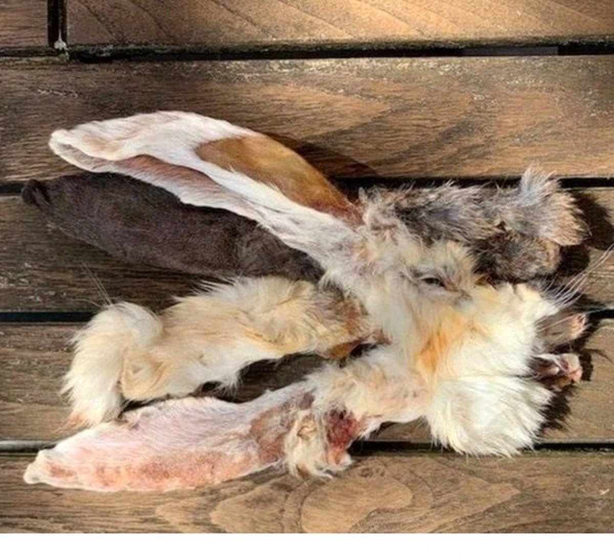 Merkloos Konijnenoren Met Haar - 2 X 1 Kg - 100% Natuurlijk 4 Merkloos Konijnenoren Met Haar - 2 X 1 Kg - 100% Natuurlijk - Afbeelding 2