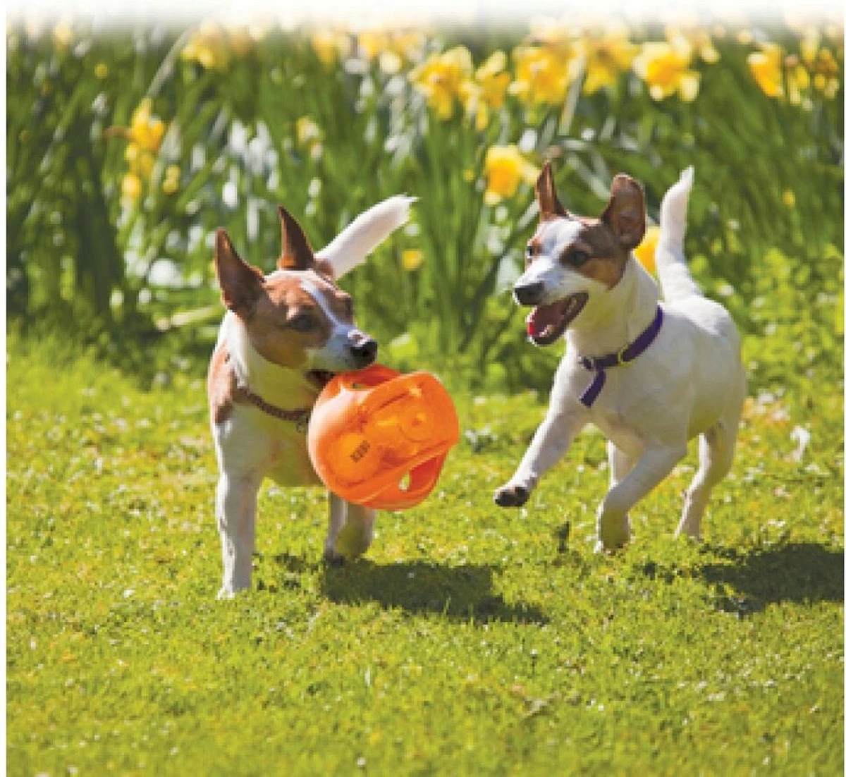 Kong Jumbler Ball - Assorti Hondenspeelgoed - L/XL - Ø18 Cm 4 Kong Jumbler Ball - Assorti Hondenspeelgoed - L/XL - Ø18 Cm - Afbeelding 2