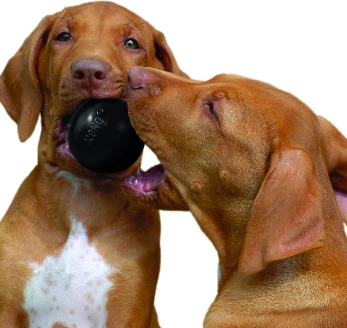 Kong Extreme Bal - Hondenspeelgoed - Zwart - S 5 Kong Extreme Bal - Hondenspeelgoed - Zwart - S - Afbeelding 3