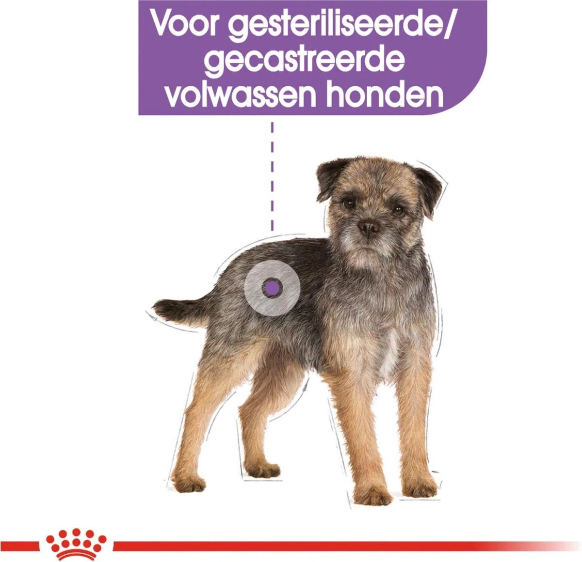 Royal Canin Ccn Sterilised Wet - Hondenvoer - 12x85 G 4 Royal Canin Ccn Sterilised Wet - Hondenvoer - 12x85 G - Afbeelding 2