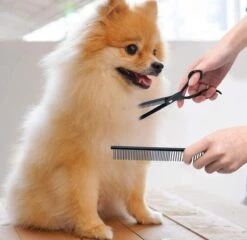 Petsify - Professionele 8-delige Huisdier Knipset - Effileerschaar Hond - Kam Hond - Schaar Hond - Katten Kam - Hondenschaar - Trimschaar Voor Honden - Kapperset - Zwart -Hondenspeelgoed Winkel 1200x1166 1