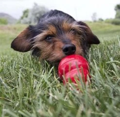 Kong Kauwbot - Hondenspeelgoed - Rood - M -Hondenspeelgoed Winkel 1200x1171 7