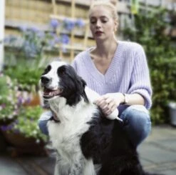 Merkloos HondenFöhn En Borstel - RVS Borstel - Huisdieren - 2 In 1 Hondenföhn 17 Merkloos HondenFöhn En Borstel - RVS Borstel - Huisdieren - 2 In 1 Hondenföhn -Hondenspeelgoed Winkel 1200x1190 5