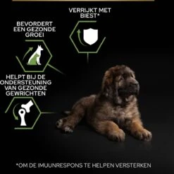Pro Plan Healthy Start Puppy Large Robust - Honden Droogvoer - Kip - 12 Kg 27 Pro Plan Healthy Start Puppy Large Robust - Honden Droogvoer - Kip - 12 Kg -Hondenspeelgoed Winkel 1200x1194 3