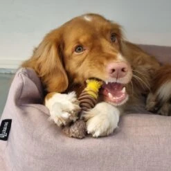 Nylabone Extreme Kauwbot Textuur Met Rund- En Kaassmaak -Hondenspeelgoed Winkel 1200x1200 1012