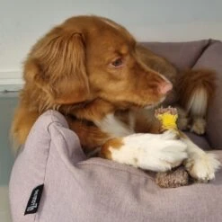 Nylabone Extreme Kauwbot Textuur Met Rund- En Kaassmaak -Hondenspeelgoed Winkel 1200x1200 1013