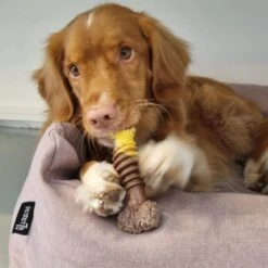 Nylabone Extreme Kauwbot Textuur Met Rund- En Kaassmaak -Hondenspeelgoed Winkel 1200x1200 1014