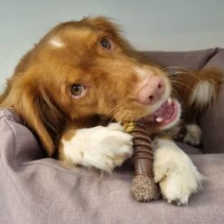 Nylabone Extreme Kauwbot Textuur Met Rund- En Kaassmaak -Hondenspeelgoed Winkel 1200x1200 1015