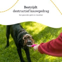 All 4 Pets Supply® Honden Speelgoed Set Geschikt Voor Puppy's T/m Middelgrote Honden - 12 Stuks - Hondenspeeltjes - Intelligentie - Touw - Flostouw - Bijtring - Bal 17 All 4 Pets Supply® Honden Speelgoed Set Geschikt Voor Puppy's T/m Middelgrote Honden - 12 Stuks - Hondenspeeltjes - Intelligentie - Touw - Flostouw - Bijtring - Bal -Hondenspeelgoed Winkel 1200x1200 1028