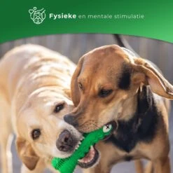 Tandenborstel Hond Melk Geur Smaak En Piep Honden Speelgoed Dog Toy - Krokodil Groen - Dutchwide 15 Tandenborstel Hond Melk Geur Smaak En Piep Honden Speelgoed Dog Toy - Krokodil Groen - Dutchwide -Hondenspeelgoed Winkel 1200x1200 1037