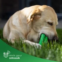 Tandenborstel Hond Melk Geur Smaak En Piep Honden Speelgoed Dog Toy - Krokodil Groen - Dutchwide 16 Tandenborstel Hond Melk Geur Smaak En Piep Honden Speelgoed Dog Toy - Krokodil Groen - Dutchwide -Hondenspeelgoed Winkel 1200x1200 1038