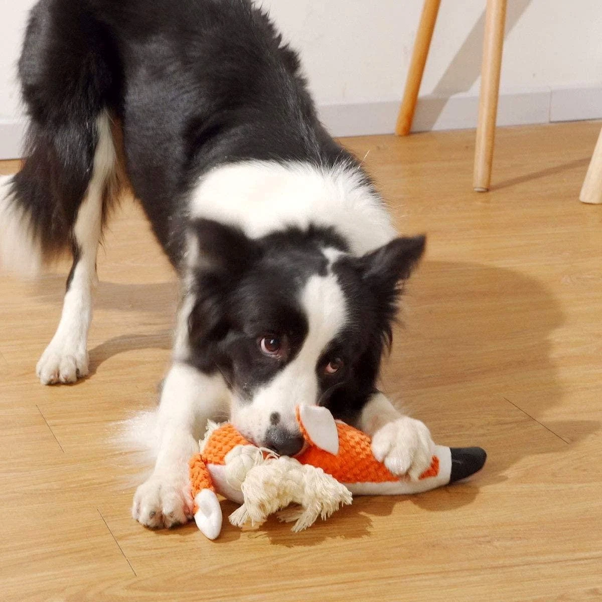 BoDutch Honden Knuffel - Vos - Puppyknuffel - Knisperoortjes - Met Piep - Oranje - 36 Cm - Hondenspeelgoed 7 BoDutch Honden Knuffel - Vos - Puppyknuffel - Knisperoortjes - Met Piep - Oranje - 36 Cm - Hondenspeelgoed - Afbeelding 5
