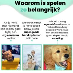 Petloverz – Honden Speelgoed Set – Honden Speeltjes – Knuffel - Speelgoed – Intelligentie – 15 Speeltjes 12 Petloverz – Honden Speelgoed Set – Honden Speeltjes – Knuffel - Speelgoed – Intelligentie – 15 Speeltjes -Hondenspeelgoed Winkel 1200x1200 1069