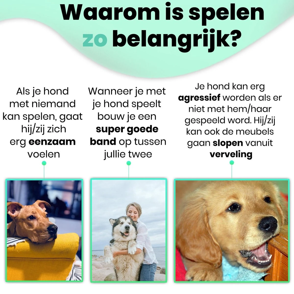 Petloverz – Honden Speelgoed Set – Honden Speeltjes – Knuffel - Speelgoed – Intelligentie – 15 Speeltjes 6 Petloverz – Honden Speelgoed Set – Honden Speeltjes – Knuffel - Speelgoed – Intelligentie – 15 Speeltjes - Afbeelding 4