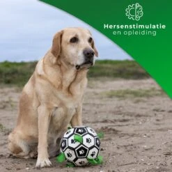 Honden Speelgoed Bal Voetbal Extra Sterk Met Handvaten Ball Hondenbal - 15 Cm - Dutchwide 18 Honden Speelgoed Bal Voetbal Extra Sterk Met Handvaten Ball Hondenbal - 15 Cm - Dutchwide -Hondenspeelgoed Winkel 1200x1200 1094