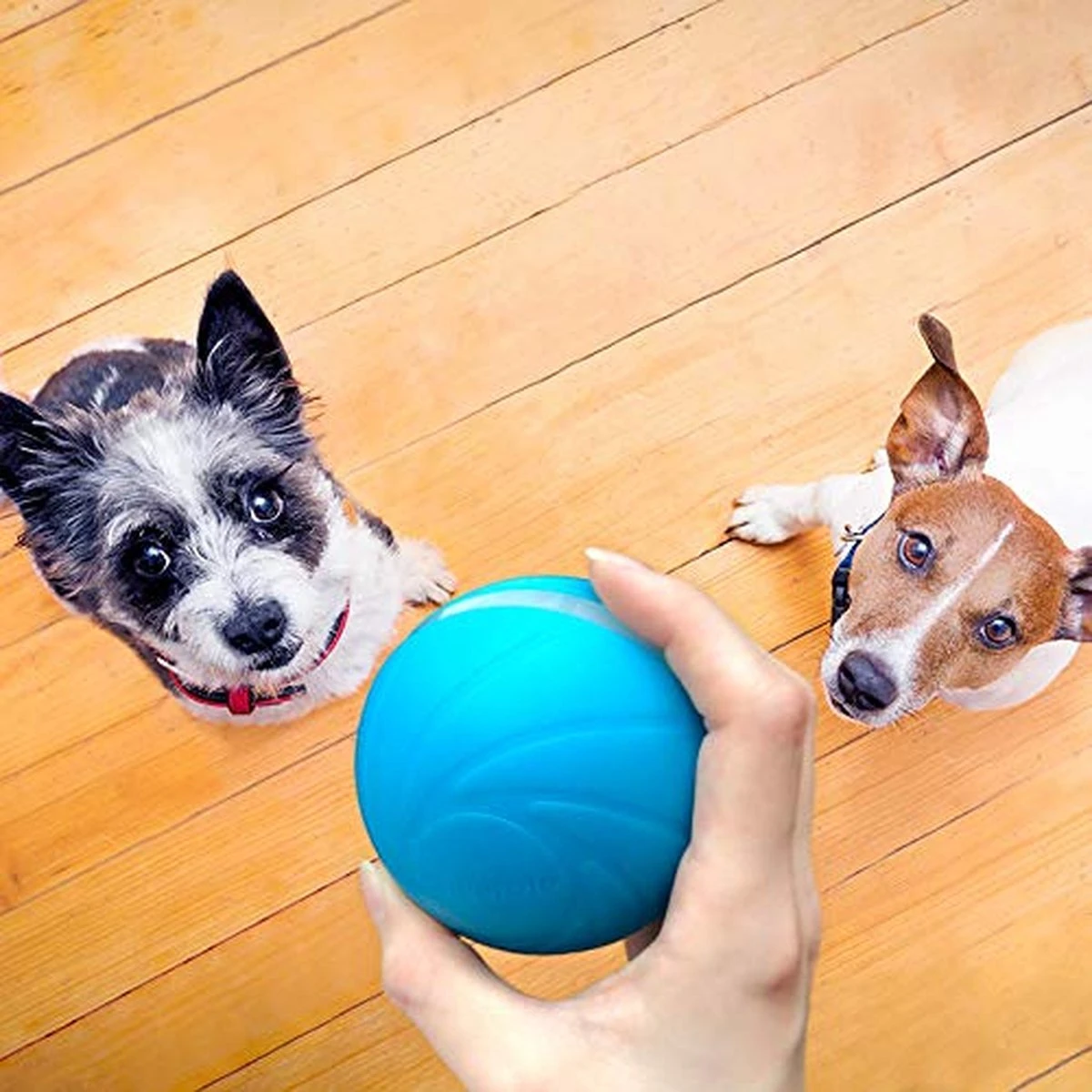 Cheerble Wicked Ball W1| Blauw| Zelf Rollende Bal Voor Honden | 3 Automatische Speelmodi | Interactief En Intelligentie Hondenspeelgoed | Hondenspeeltje| USB Oplaadbaar 6 Cheerble Wicked Ball W1| Blauw| Zelf Rollende Bal Voor Honden | 3 Automatische Speelmodi | Interactief En Intelligentie Hondenspeelgoed | Hondenspeeltje| USB Oplaadbaar - Afbeelding 4