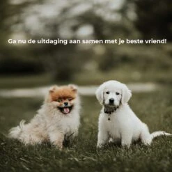 AYOO Agility Voor De Hond - Honden Training - Honden Behendigheid Set - Hondenparcours - Training Huisdieren - Honden Agility Set - Slalom - Horde - Draagzak - Agility Set - Oranje - Wit - GRATIS Speeltouw -Hondenspeelgoed Winkel 1200x1200 1137