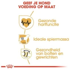 Royal Canin Rottweiler 12 KG 20 Royal Canin Rottweiler 12 KG -Hondenspeelgoed Winkel 1200x1200 1200