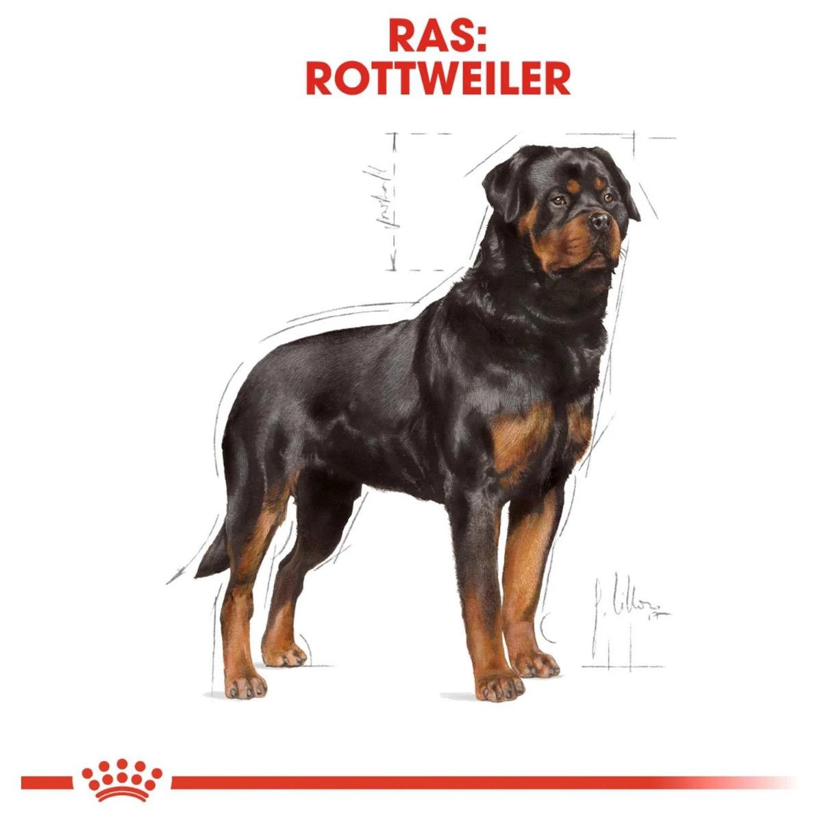 Royal Canin Rottweiler 12 KG 11 Royal Canin Rottweiler 12 KG - Afbeelding 9