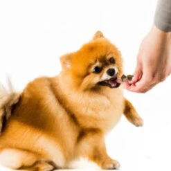 Woef Woef Snacks Hondensnacks Lams Trainers Trainingssnacks Hondensnoepjes - Gedroogd Vlees - Lam - Alle Honden En Alle Leeftijden Vanaf 2 Maanden - Geen Toevoegingen - 1300 Stuks -Hondenspeelgoed Winkel 1200x1200 1216