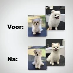 VoordeelShop 7-Delige Huisdier Knipset Met Etui - Trimmen Hond - Honden Schaar - Effileerschaar Hond - Huisdier Trimmer - Huisdier Knippen - Knipschaar Haar - Haar Schaar - Kapper - Kapperset - Scharenset 29 VoordeelShop 7-Delige Huisdier Knipset Met Etui - Trimmen Hond - Honden Schaar - Effileerschaar Hond - Huisdier Trimmer - Huisdier Knippen - Knipschaar Haar - Haar Schaar - Kapper - Kapperset - Scharenset -Hondenspeelgoed Winkel 1200x1200 176