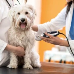 Nobleza Dieren Tondeuse Set - 4 Opzetkammen - Draadloos - Voor Huisdieren Katten & Honden 16 Nobleza Dieren Tondeuse Set - 4 Opzetkammen - Draadloos - Voor Huisdieren Katten & Honden -Hondenspeelgoed Winkel 1200x1200 194