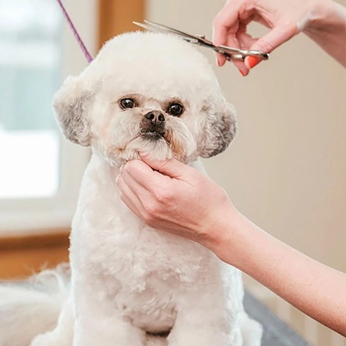 Merkloos Premium Gebogen Trimschaar Honden - Huisdier Trimmen - Hoofd, Poten Ogen & Oren - Kat & Hond Knippen - Veilige Schaar 6 Merkloos Premium Gebogen Trimschaar Honden - Huisdier Trimmen - Hoofd, Poten Ogen & Oren - Kat & Hond Knippen - Veilige Schaar - Afbeelding 4