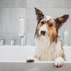 Greenfields Vacht Verzorging Set Voor Honden Shampoo, Conditioner & Droogshampoo 14 Greenfields Vacht Verzorging Set Voor Honden Shampoo, Conditioner & Droogshampoo -Hondenspeelgoed Winkel 1200x1200 339