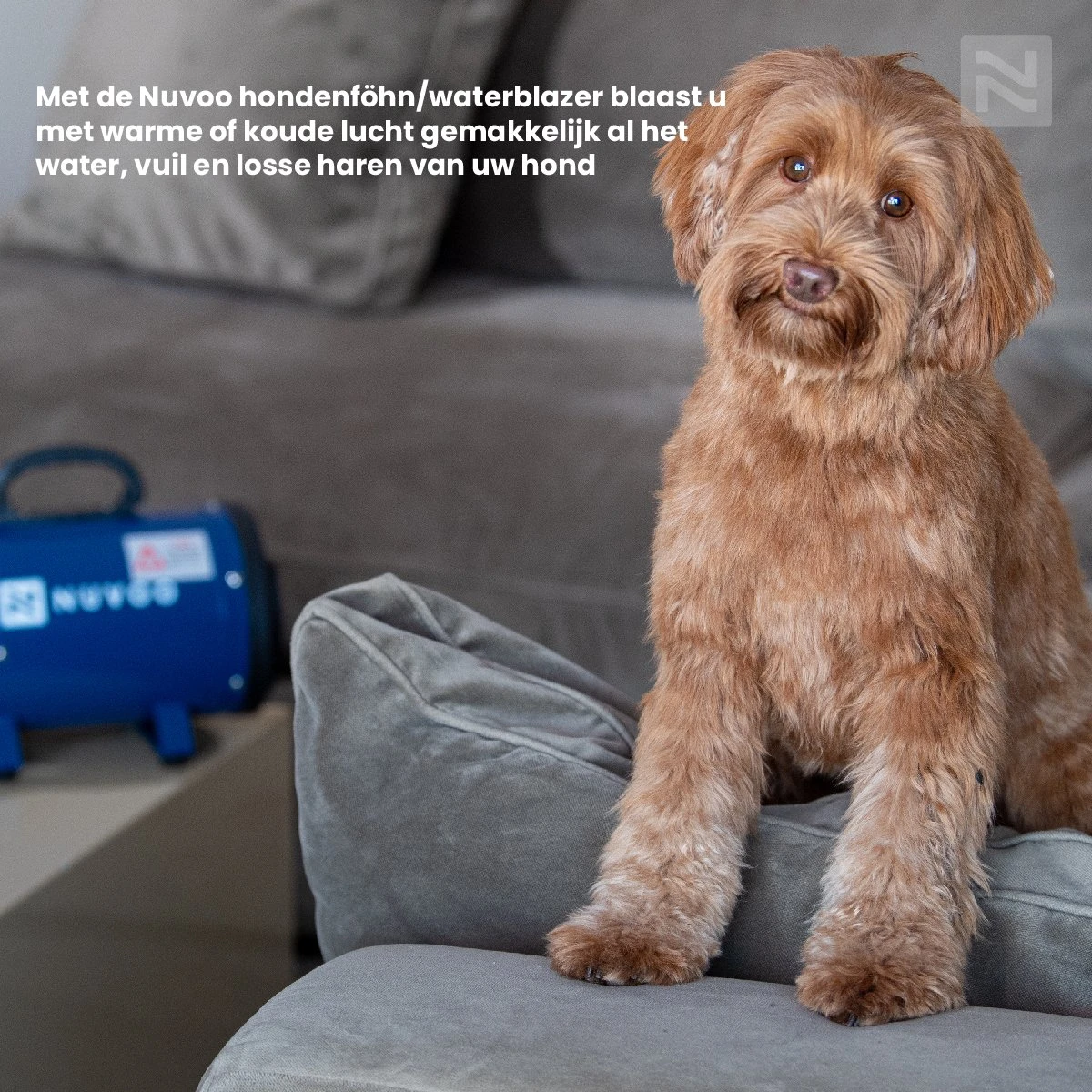 Nuvoo Professionele Hondenföhn / Waterblazer / Hondenborstel Met 3 Opzetstukken - Verstelbare Vermogen Tot 2200W - Warme / Koude Stand - Blauw 11 Nuvoo Professionele Hondenföhn / Waterblazer / Hondenborstel Met 3 Opzetstukken - Verstelbare Vermogen Tot 2200W - Warme / Koude Stand - Blauw - Afbeelding 9