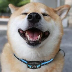 Premium Anti Blafband Apparaat Om Je Hond Snel En Effectief Te Laten Stoppen Met Blaffen - Diervriendelijke Opvoedingshalsband Zonder Schok - Trainingshalsband Voor Grote En Kleine Honden - Anti Blaf Apparaat - Correctie Halsband -Hondenspeelgoed Winkel 1200x1200 571