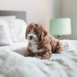 Fluffy Blanket - Pluche Hondendeken - 120 X 100 CM - Grijs - Voor De Auto Of Bank - Fleece -Hondenspeelgoed Winkel 1200x1200 828