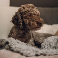 Fluffy Blanket - Pluche Hondendeken - 120 X 100 CM - Grijs - Voor De Auto Of Bank - Fleece -Hondenspeelgoed Winkel 1200x1200 829