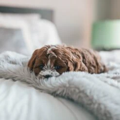 Fluffy Blanket - Pluche Hondendeken - 120 X 100 CM - Grijs - Voor De Auto Of Bank - Fleece -Hondenspeelgoed Winkel 1200x1200 830