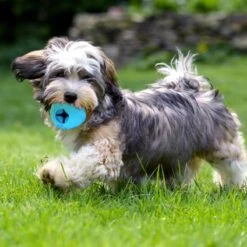 Nobleza Honden Speelgoed - Hondenspeeltjes - Hondenbal - Hondenspeelgoed - Honden Bal - Snackbal Hond - Kauwspeelgoed - Blauw - 8 Cm 15 Nobleza Honden Speelgoed - Hondenspeeltjes - Hondenbal - Hondenspeelgoed - Honden Bal - Snackbal Hond - Kauwspeelgoed - Blauw - 8 Cm -Hondenspeelgoed Winkel 1200x1200 866