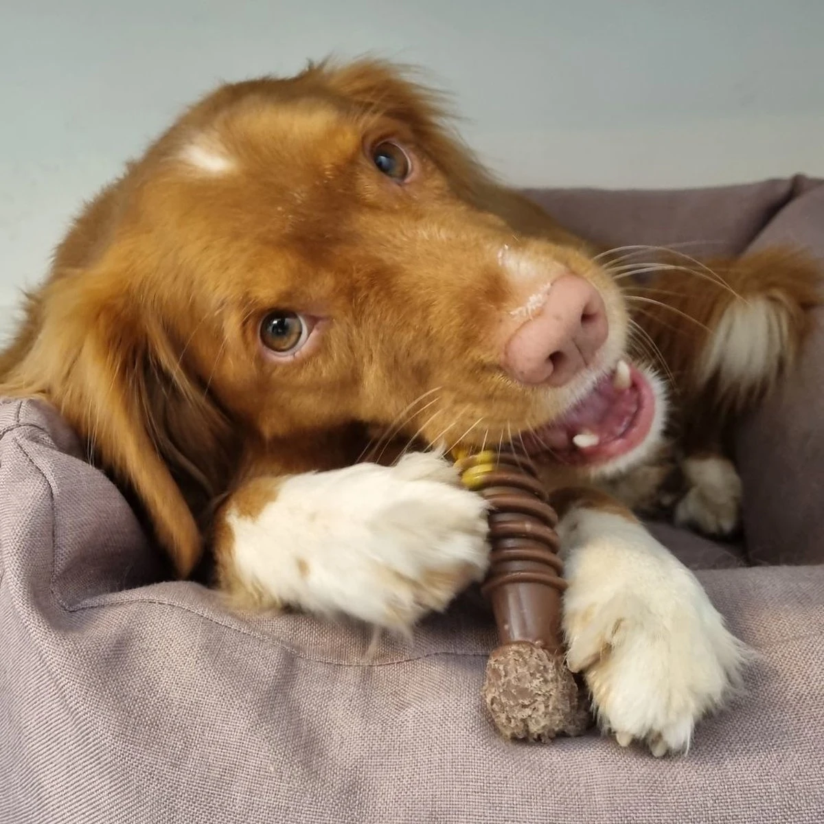 Nylabone Extreme Kauwbot Met Rund- En Kaassmaak - Voor Krachtige Kauwers - In S/M/XL - X-Large 11 Nylabone Extreme Kauwbot Met Rund- En Kaassmaak - Voor Krachtige Kauwers - In S/M/XL - X-Large - Afbeelding 9