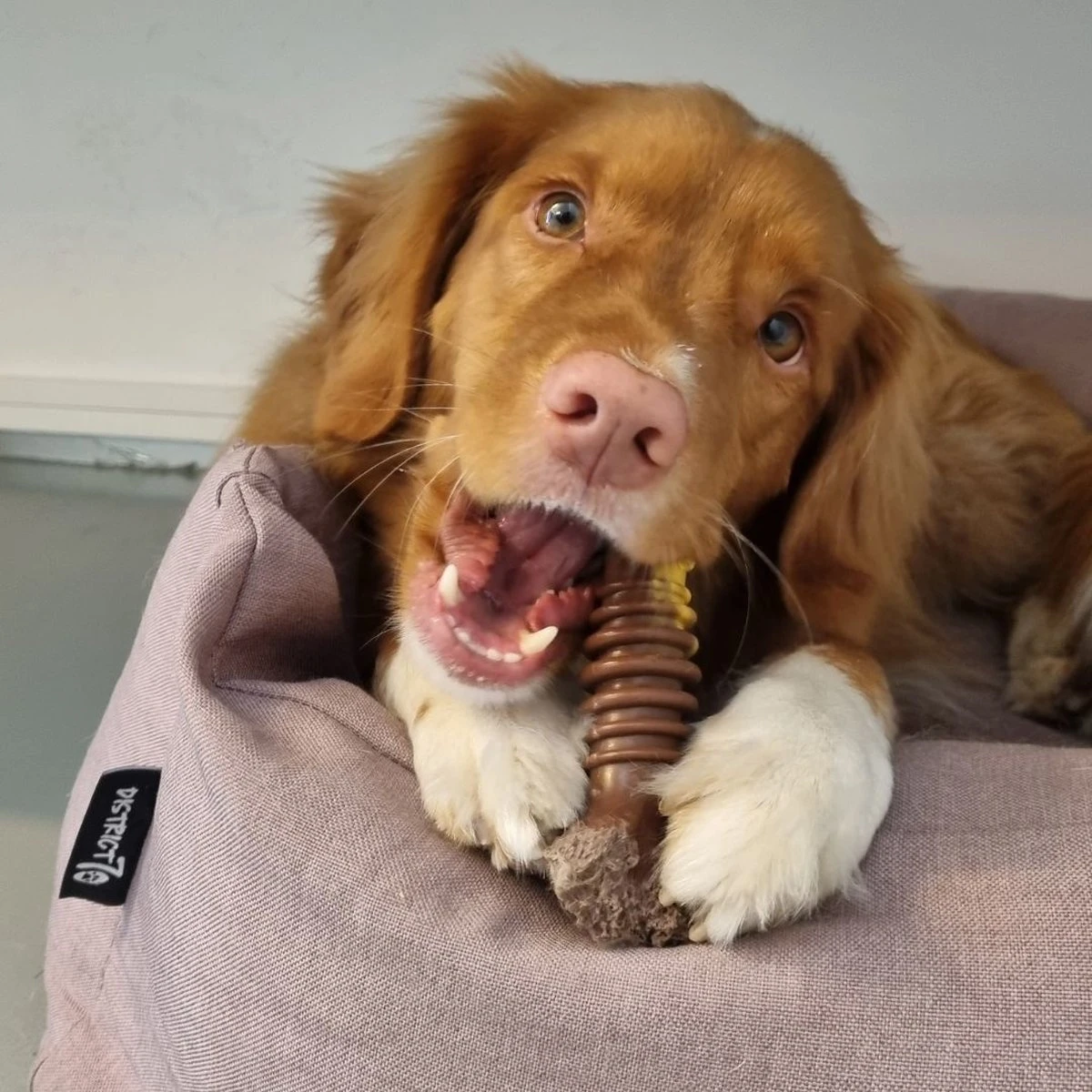 Nylabone Extreme Kauwbot Met Rund- En Kaassmaak - Voor Krachtige Kauwers - In S/M/XL - X-Large 14 Nylabone Extreme Kauwbot Met Rund- En Kaassmaak - Voor Krachtige Kauwers - In S/M/XL - X-Large - Afbeelding 12