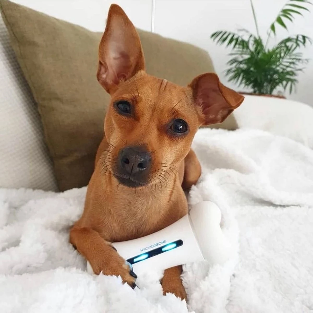 Cheerble Wickedbone|Automatisch Hondenspeeltje|Interactief En Intelligent Speelgoed Voor Honden|App & Bluetooth Bestuurbaar|USB Oplaadbaar 12 Cheerble Wickedbone|Automatisch Hondenspeeltje|Interactief En Intelligent Speelgoed Voor Honden|App & Bluetooth Bestuurbaar|USB Oplaadbaar - Afbeelding 10