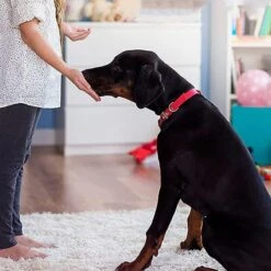 Merkloos Dog Buttons Praatknop Voor Honden - Met Opname Functie - Met Stickers - Intelligentie Speelgoed - 4 Stuks -Hondenspeelgoed Winkel 1200x1200 995