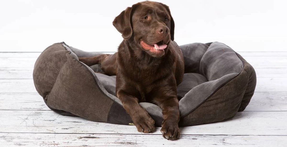 Hondenmand Zacht En Stevig, Anti-Slip En Wasbaar - Scruffs Chester Box Bed - In Grijs En Bruin In Maat S Tot XL - Kleur: Grijs, Maat: Large 13 Hondenmand Zacht En Stevig, Anti-Slip En Wasbaar - Scruffs Chester Box Bed - In Grijs En Bruin In Maat S Tot XL - Kleur: Grijs, Maat: Large - Afbeelding 11