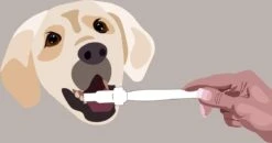 Aedogz Tandsteen Verwijder Spons Hond & Kat - Verwijdert Tandsteen, Aanslag En Vlekken - Verfrist De Adem Voorkomt Tandvleesproblemen. -Hondenspeelgoed Winkel 1200x632