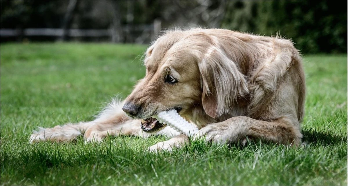 Nylabone Harde Bijters Kluif - Hondenspeelgoed - Natural - Voor Honden Tot 30 Kg 4 Nylabone Harde Bijters Kluif - Hondenspeelgoed - Natural - Voor Honden Tot 30 Kg - Afbeelding 2