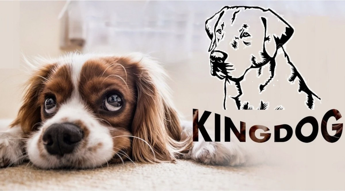 KingDog - Groot Honden- En Kattenbed 75 X 65 | Donkergrijs - Maat M 8 KingDog - Groot Honden- En Kattenbed 75 X 65 | Donkergrijs - Maat M - Afbeelding 6