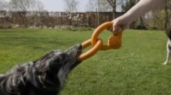 Beeztees Sumo Team - Hondenspeelgoed - Groen - 25x15x7,5 Cm 12 Beeztees Sumo Team - Hondenspeelgoed - Groen - 25x15x7,5 Cm -Hondenspeelgoed Winkel 1200x669