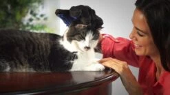 Vacht Verzorgingsborstel Voor Huisdieren - Blauw - LimitedDeals - Voor Honden Katten Konijnen Paarden - Tevens Massage Handschoen Voor Dieren! - Goed Voor De Verzorging Van De Vacht -Hondenspeelgoed Winkel 1200x674