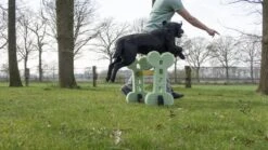 Dog Agility Set Indoor En Outdoor - Honden Trainingsset - -Hondenspeelgoed Winkel 1200x674 4