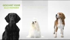 Whimzees Tandenborstel Hondensnack - 6,5 Cm - 48 Stuks -Hondenspeelgoed Winkel 1200x682 1