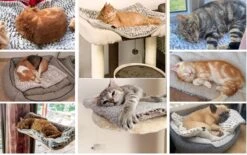 Merkloos Zelfverwarmende Dierendeken Zonder Stroom Thermo Deken Hond Kat Inclusief Adreslabel 70 X 47 Cm 15 Merkloos Zelfverwarmende Dierendeken Zonder Stroom Thermo Deken Hond Kat Inclusief Adreslabel 70 X 47 Cm -Hondenspeelgoed Winkel 1200x751 2