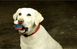 Chuckit! Chuckit Ultra Squeaker Ball Medium ø 6 Cm 2 - Pack -Hondenspeelgoed Winkel 1200x760